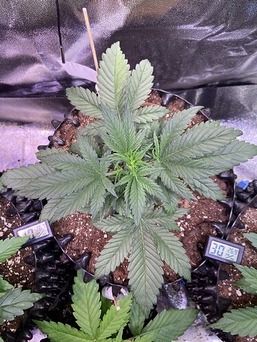 Growreport Bild 6