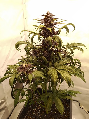 Growreport Bild 9