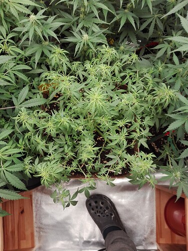 Growreport Bild 19