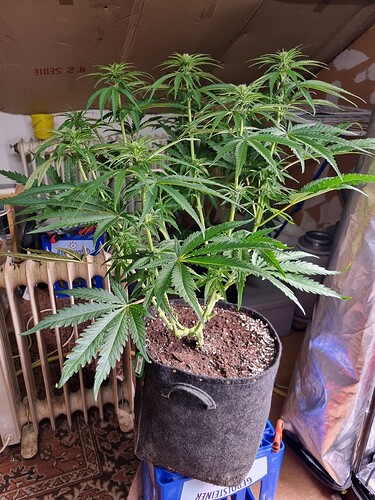 Growreport Bild 69