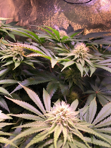 Growreport Bild 34