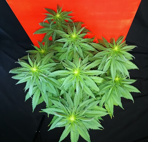 Growreport Bild 6