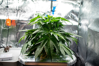 Growreport Bild 2