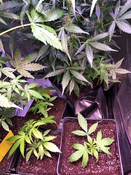 Growreport Bild 21