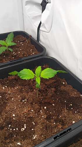 IMG-20231205-WA0004