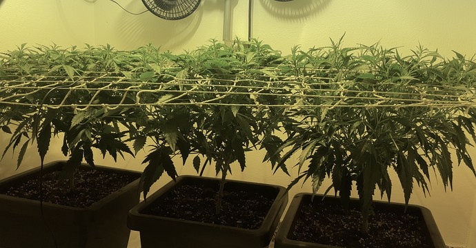 Growreport Bild 12