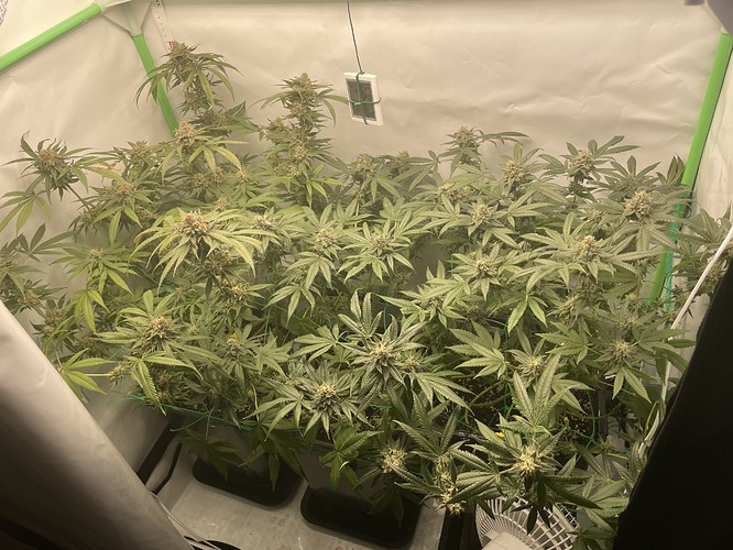 Growreport Bild 5