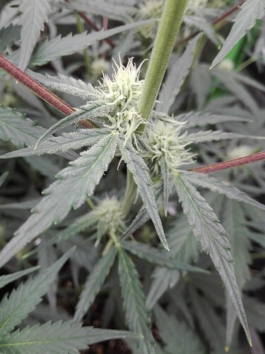 Growreport Bild 10
