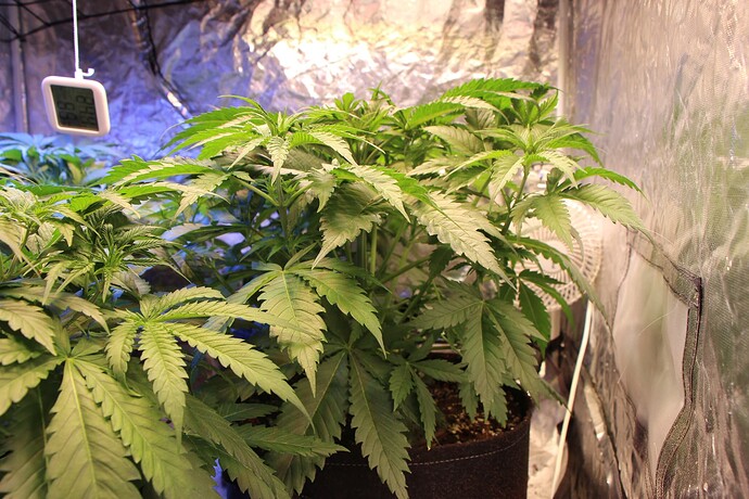 Growreport Bild 7