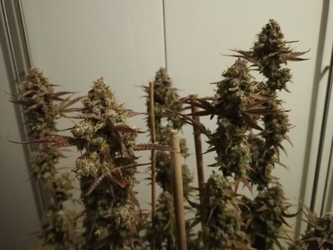 GG#2_240119-3