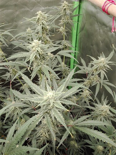 Growreport Bild 10