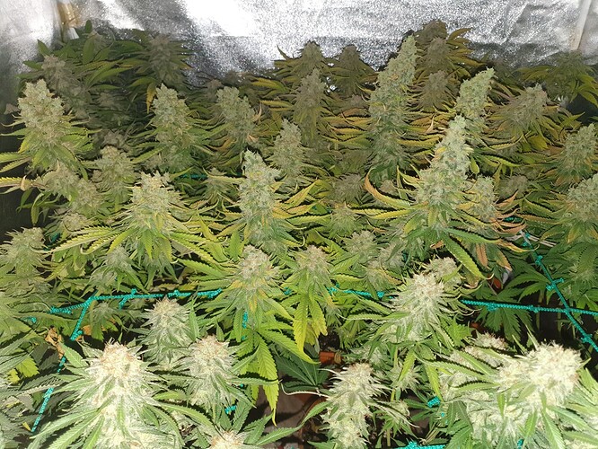 Growreport Bild 9