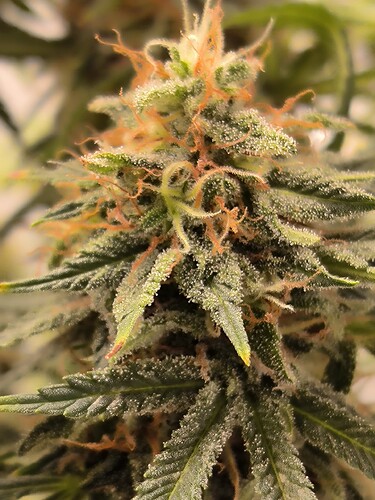 Growreport Bild 1