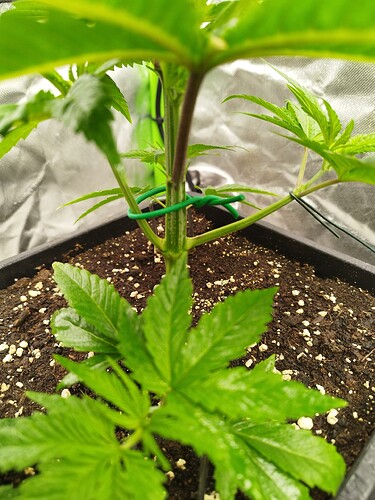 Growreport Bild 6