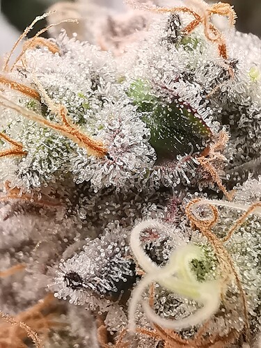 Growreport Bild 1