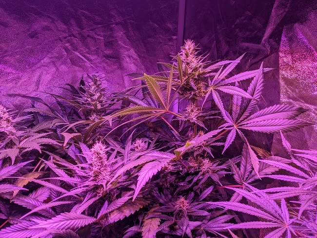 Growreport Bild 6