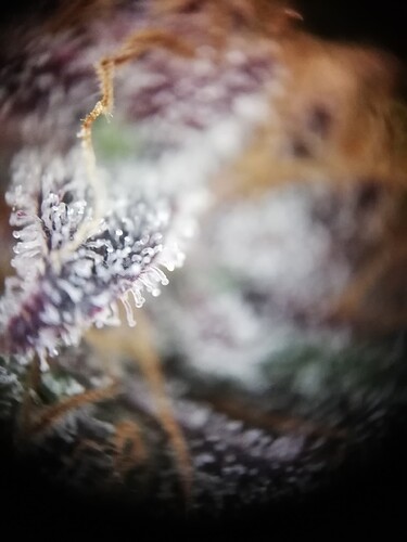 Mimosa_240122-5