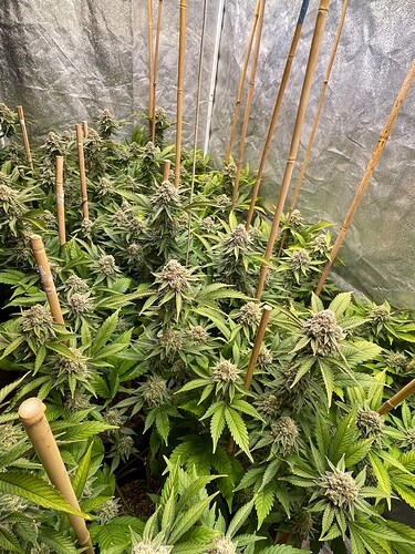Growreport Bild 2