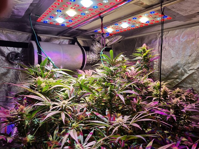 Growreport Bild 32