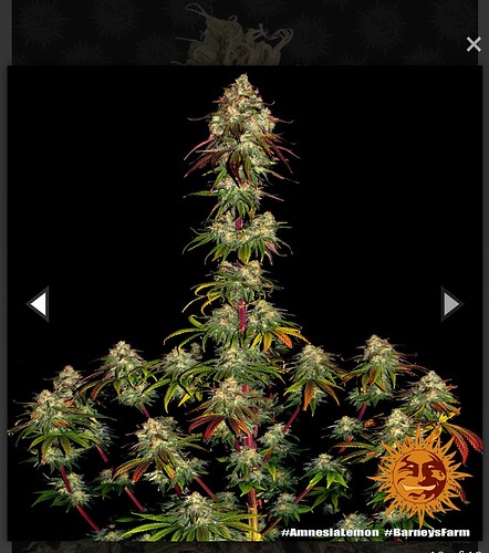 Growreport Bild 2