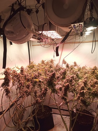 Growreport Bild 1