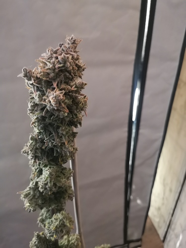 Growreport Bild 11