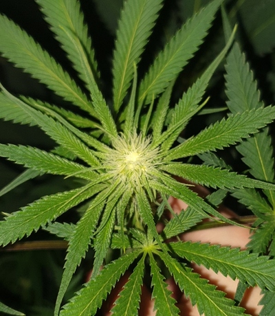 Growreport Bild 6