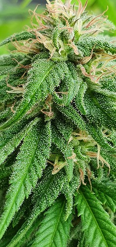 Growreport Bild 18