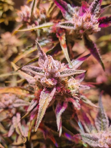 Growreport Bild 2