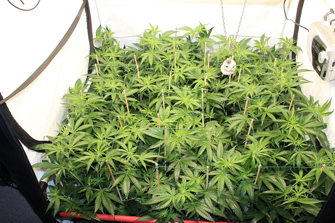 Growreport Bild 13
