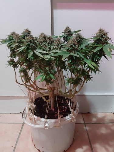 Growreport Bild 1