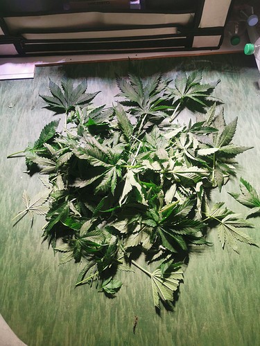 Growreport Bild 4