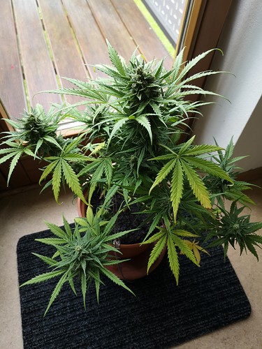 Growreport Bild 4