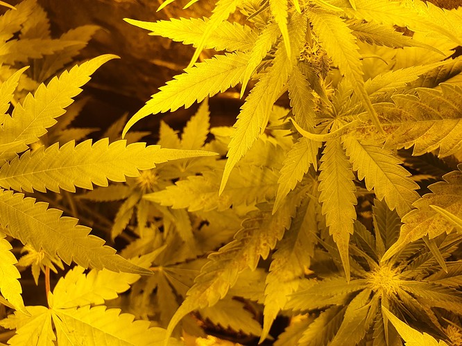 Growreport Bild 8