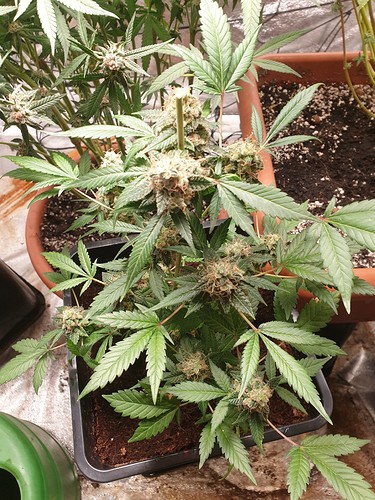 16280955129381825637500143611111