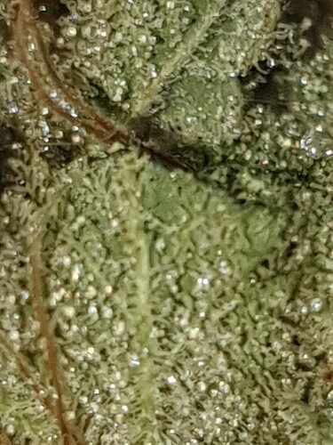 Growreport Bild 16