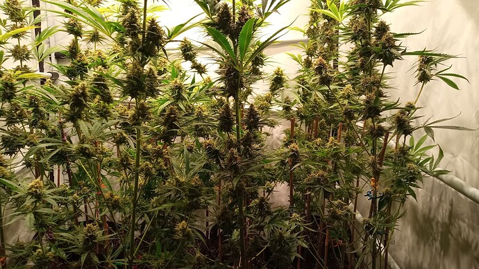 Growreport Bild 11