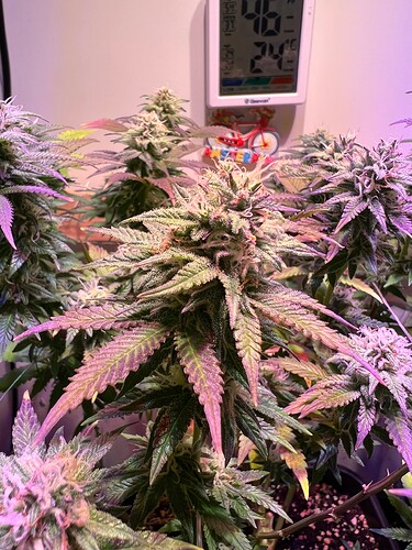 Growreport Bild 7