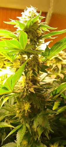 Nahaufnahme einer blühenden Cannabispflanze mit dichten, harzigen Blüten und grünen Blättern.
