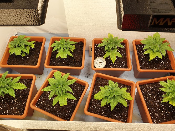 Growreport Bild 7