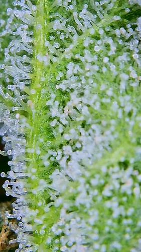 Growreport Bild 16
