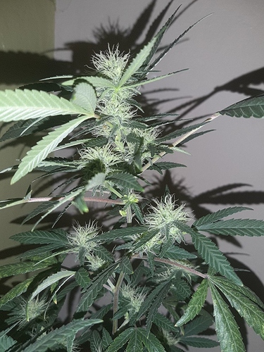 Growreport Bild 9