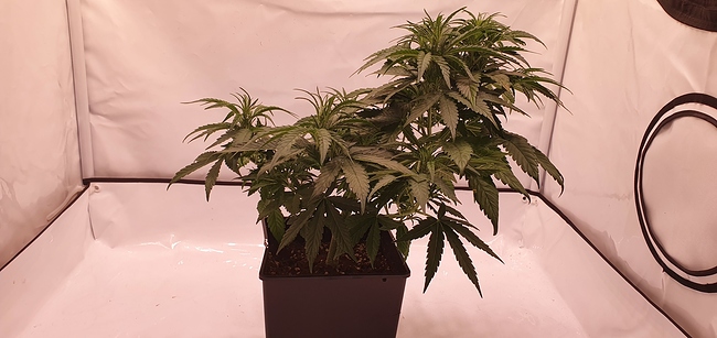 Growreport Bild 2