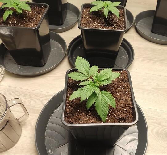 Growreport Bild 16