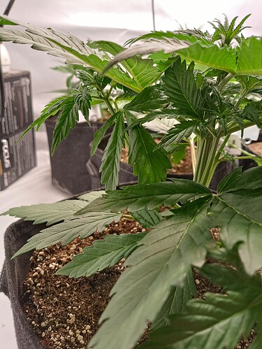 Growreport Bild 4
