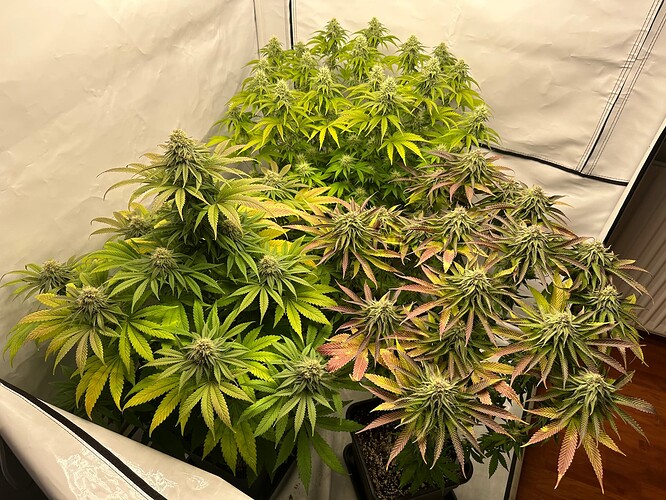 Growreport Bild 4