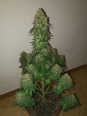 Growreport Bild 21