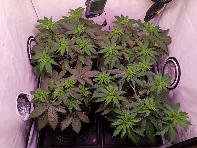 Growreport Bild 1