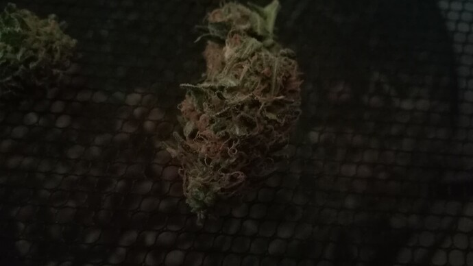 Growreport Bild 17