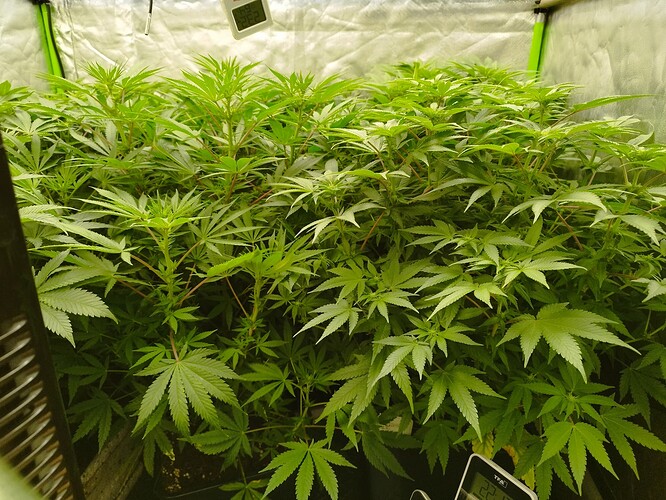 Growreport Bild 2